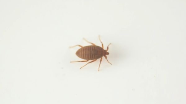 Une punaise de lit trouvée : comment stopper l'infestation ?
